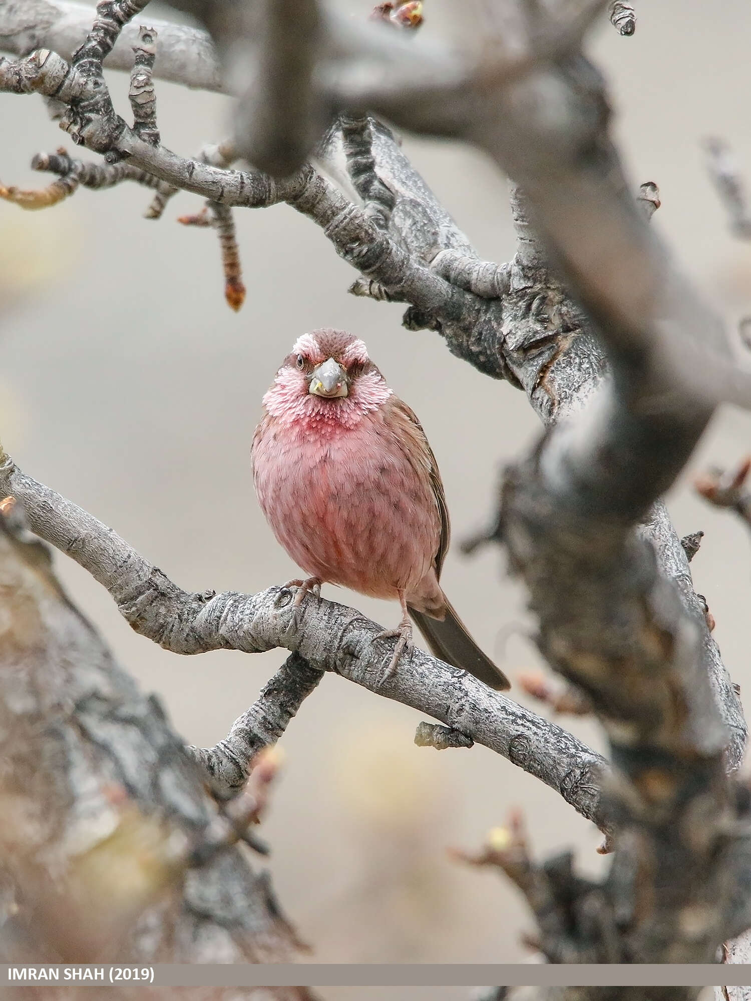 Plancia ëd Carpodacus rhodochlamys (Brandt & JF 1843)