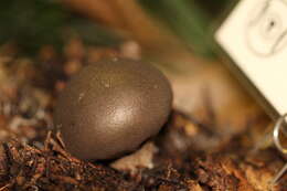 Image of Lycoperdon umbrinum Pers. 1801