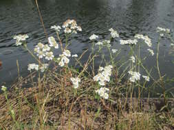 Image of Sneezeweed