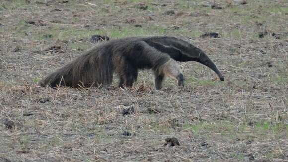 Image of Giant anteaters