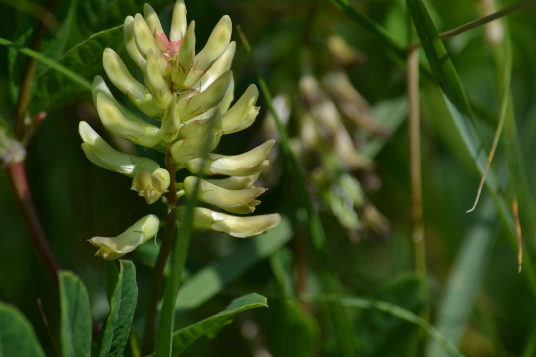 Image of licorice milkvetch