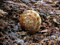 Image of rounded snail