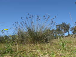 Image of spiny rush