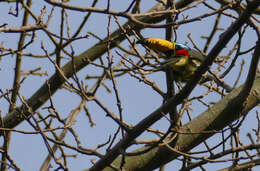 Image of Lettered Aracari