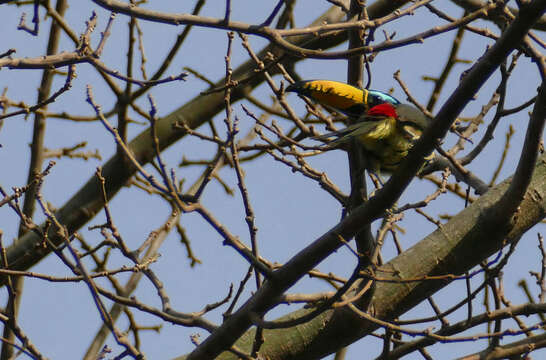 Image of Lettered Aracari