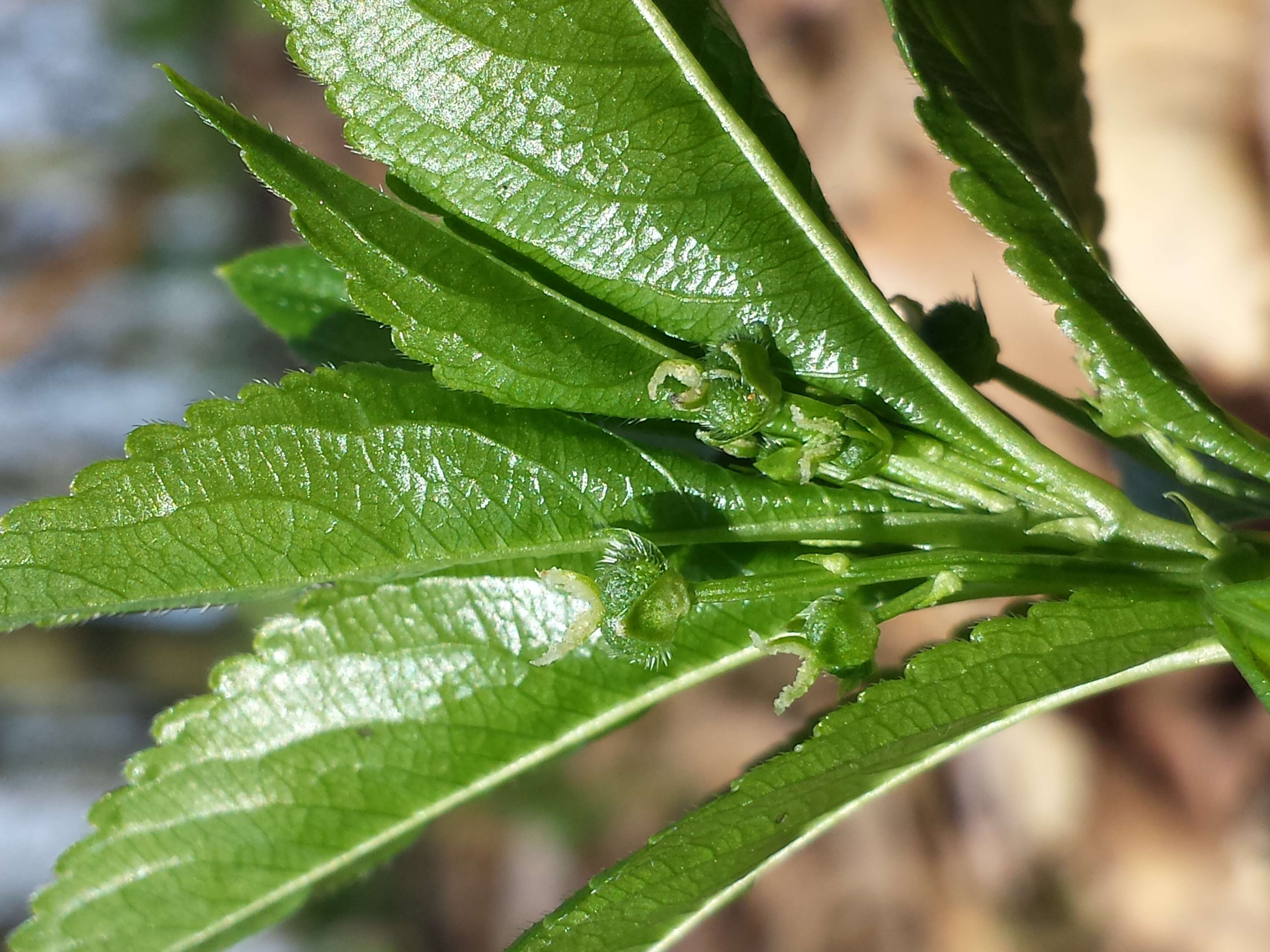 Image of dog's mercury