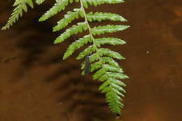 Image of Nematocera