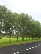 Image of goat willow