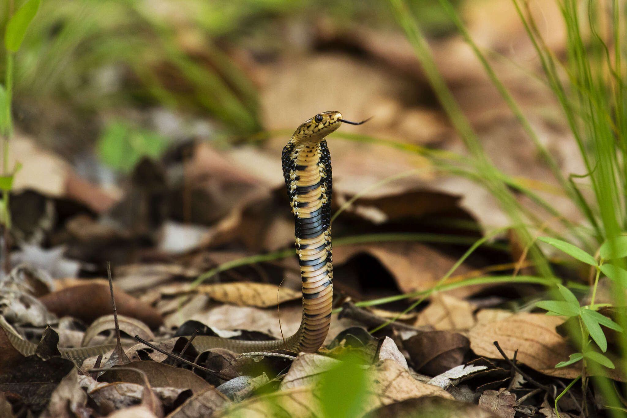 Image of Mozambique spitting cobra