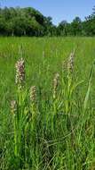 Dactylorhiza incarnata (L.) Soó resmi