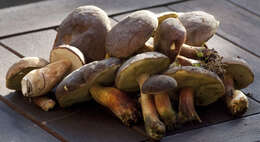 Image of Red-cracking Bolete