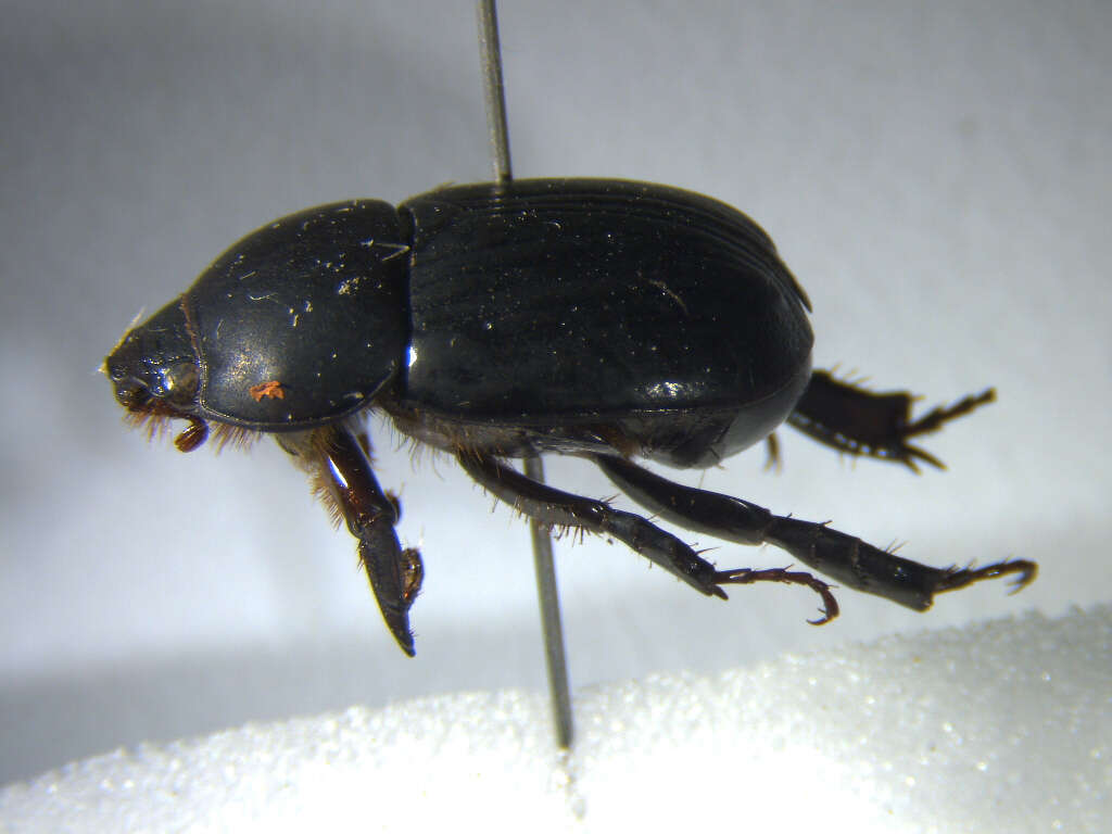 Image of black lawn beetle