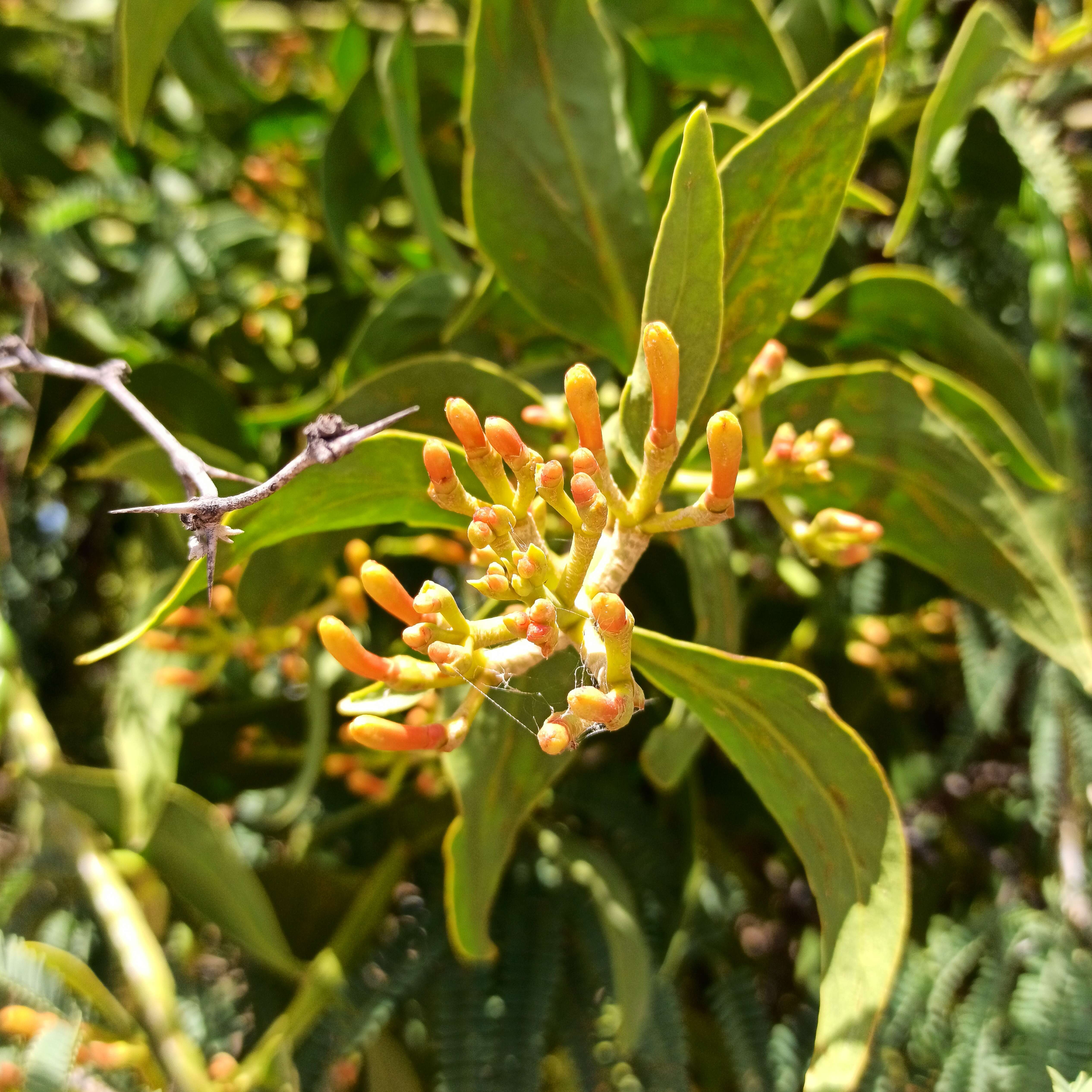 Image of Psittacanthus calyculatus (DC.) G. Don