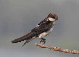 Image of Wire-tailed Swallow