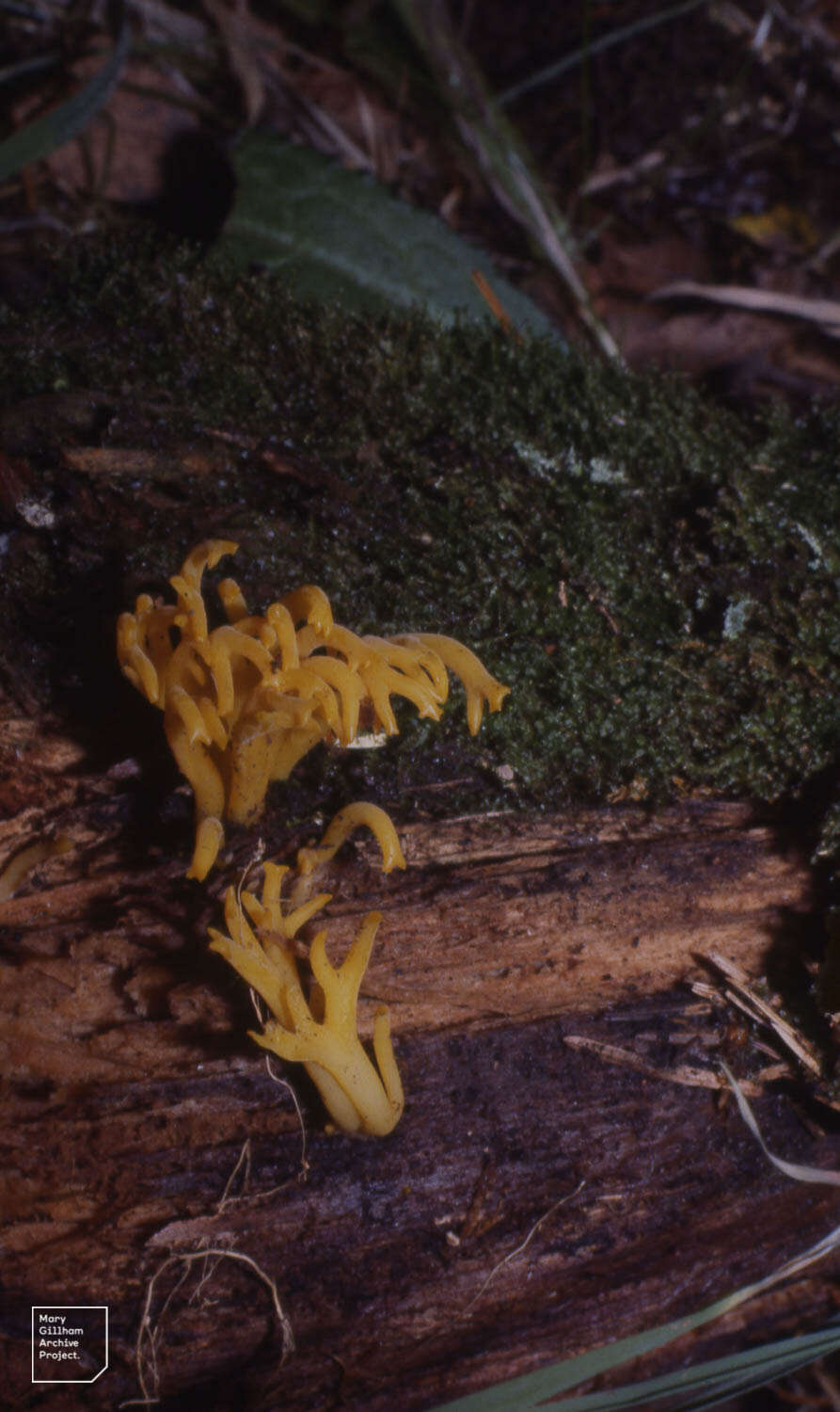 Image of Calocera viscosa (Pers.) Fr. 1821