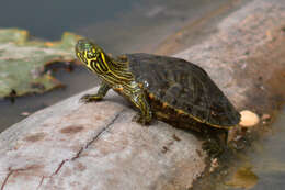 Image of Cooter Turtles