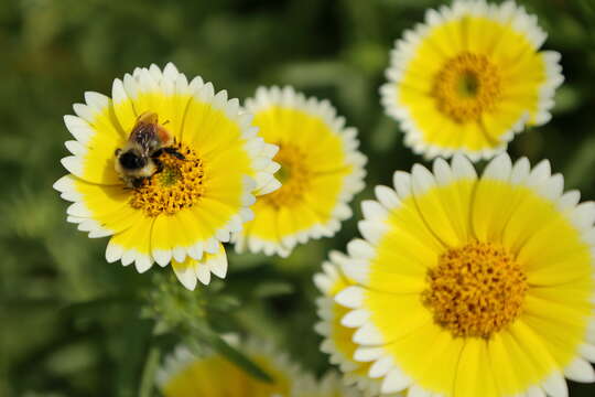 Image of Tricolored Bumble Bee