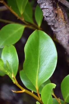 Image of Griselinia littoralis (Raoul) Raoul