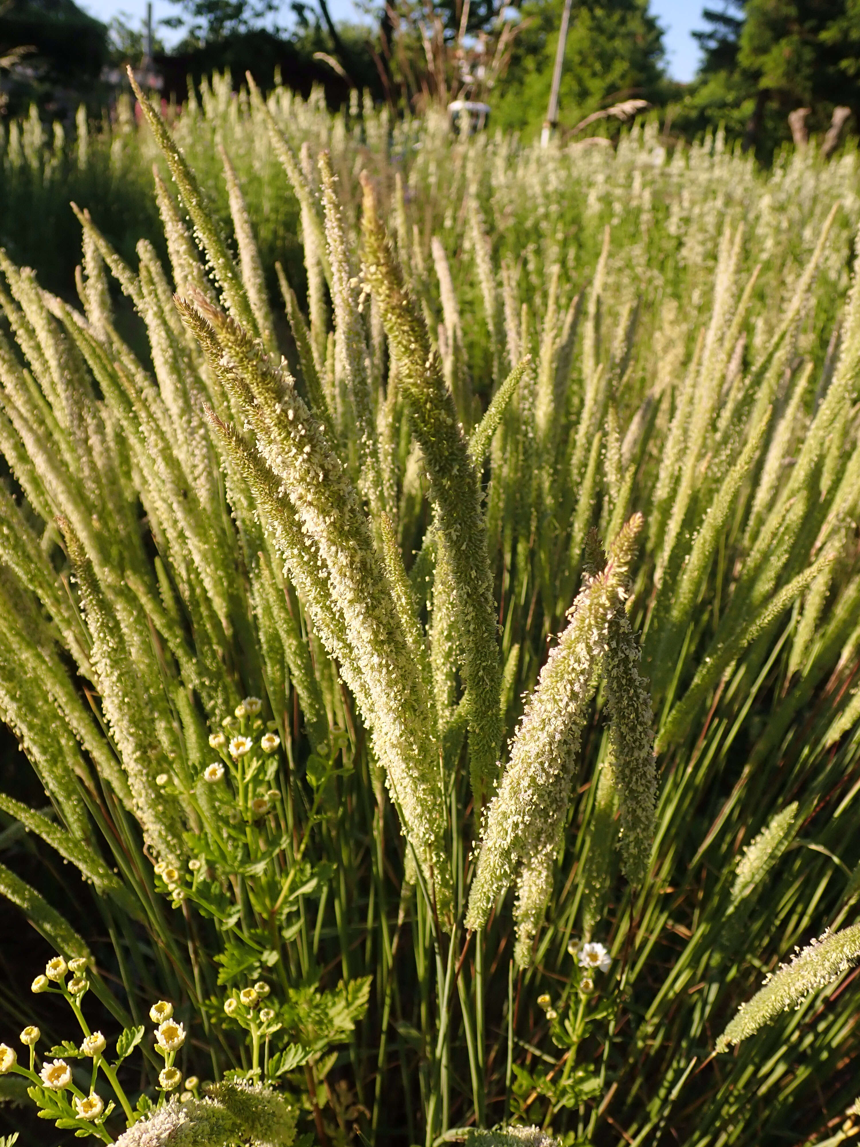 Image of Boehmer's cat's-tail