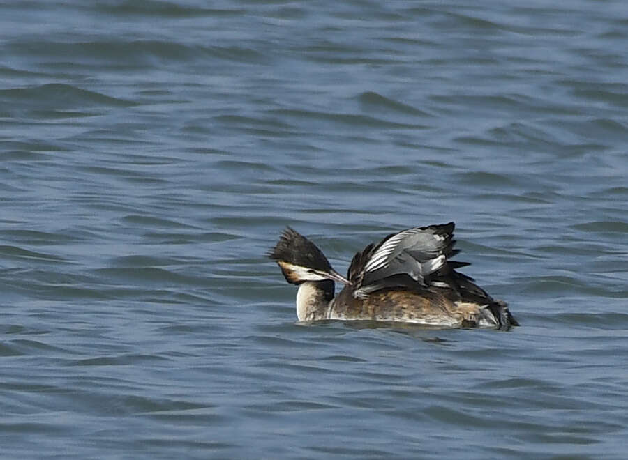 Image of Podiceps Latham 1787