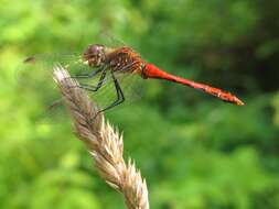 Image of Common Darter