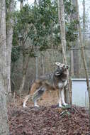 Image of Red wolf