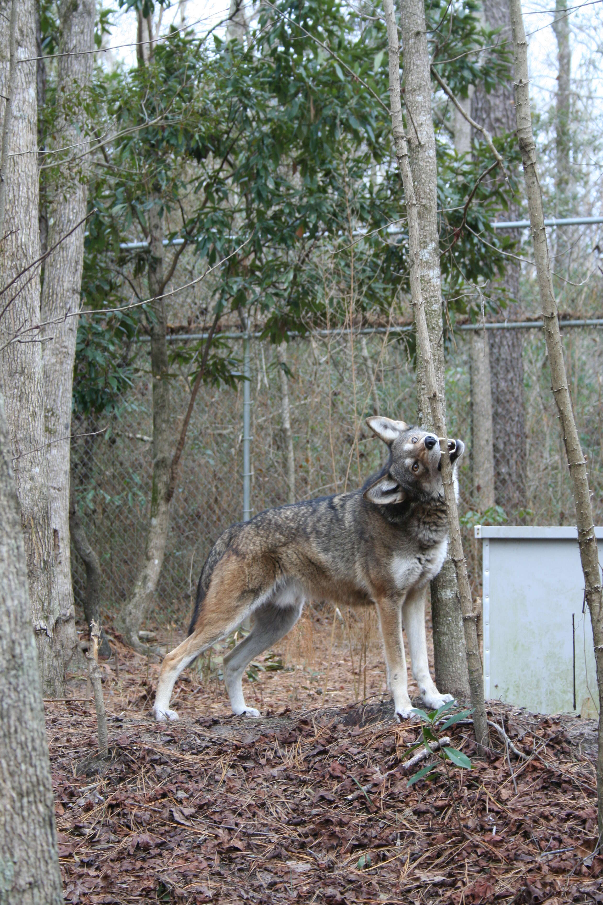 Image of Red wolf