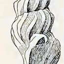 Image of Splendrillia nenia (Hedley 1903)