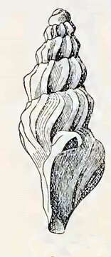 Image of Splendrillia nenia (Hedley 1903)
