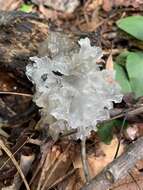 Image of snow fungus