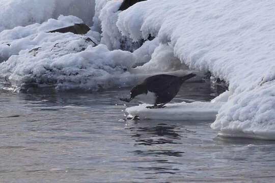 Image of Dipper