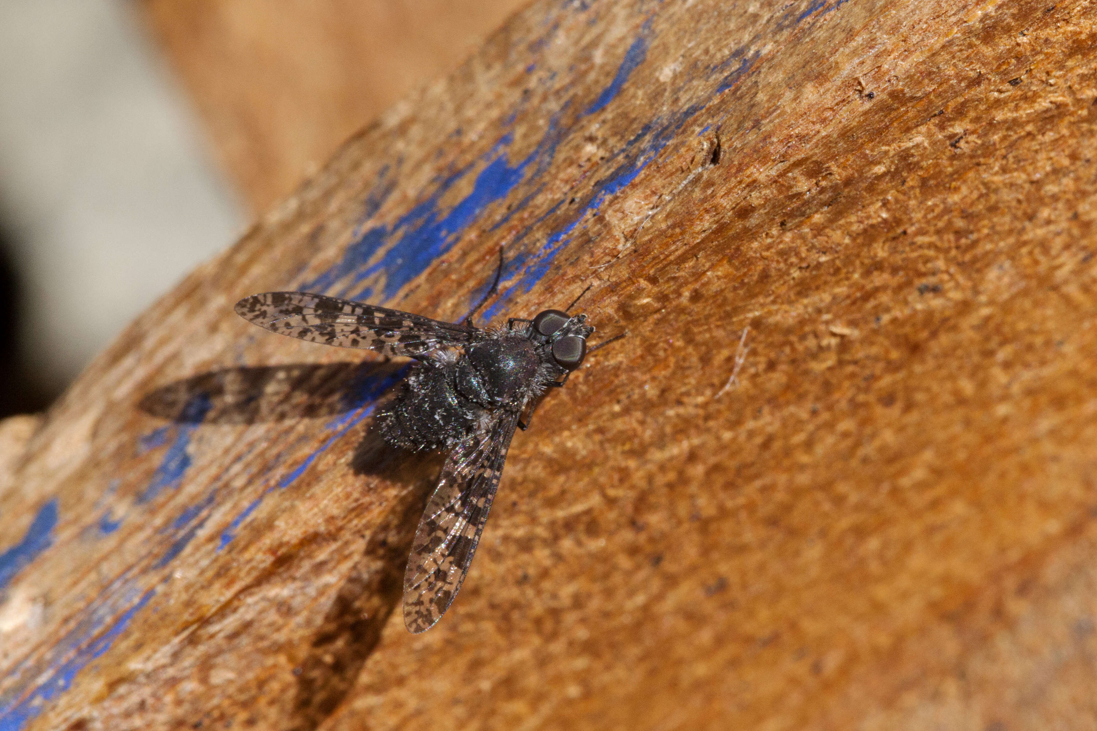 Image of Bee Fly