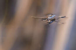 Image of Common pond skater