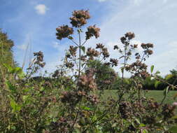 Image of oregano