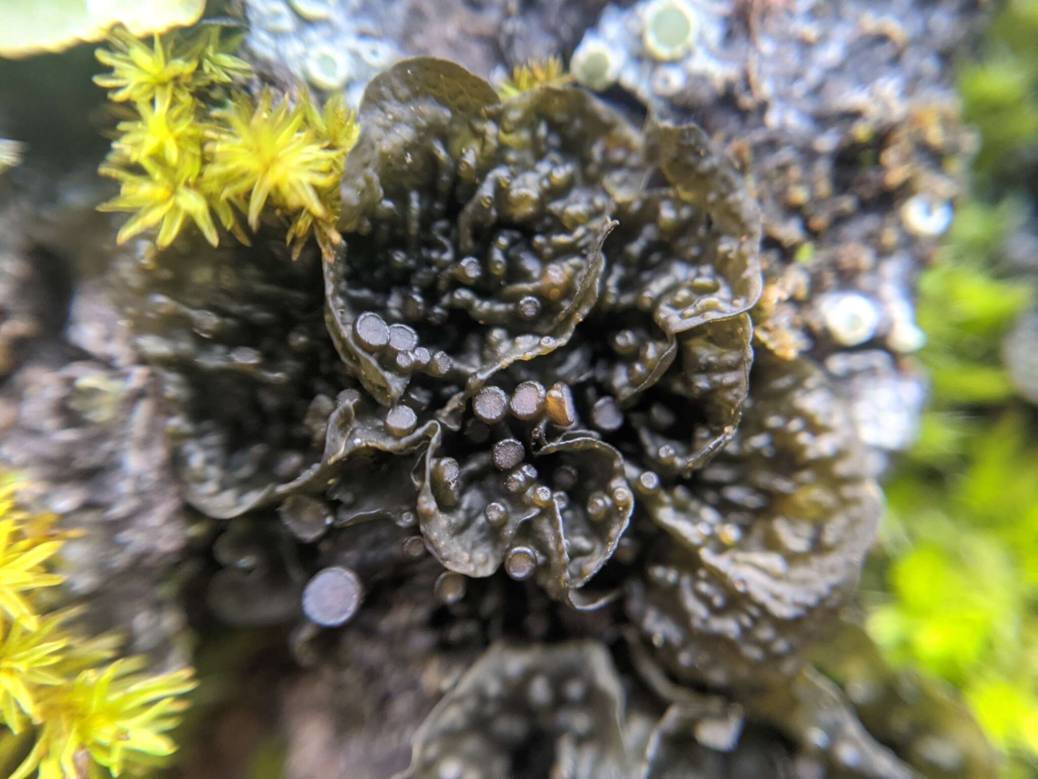 Image of Blistered jelly lichen;   Jelly lichen