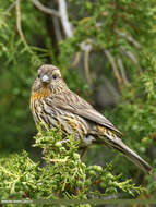 Image of Himalayan White-browed Rosefinch