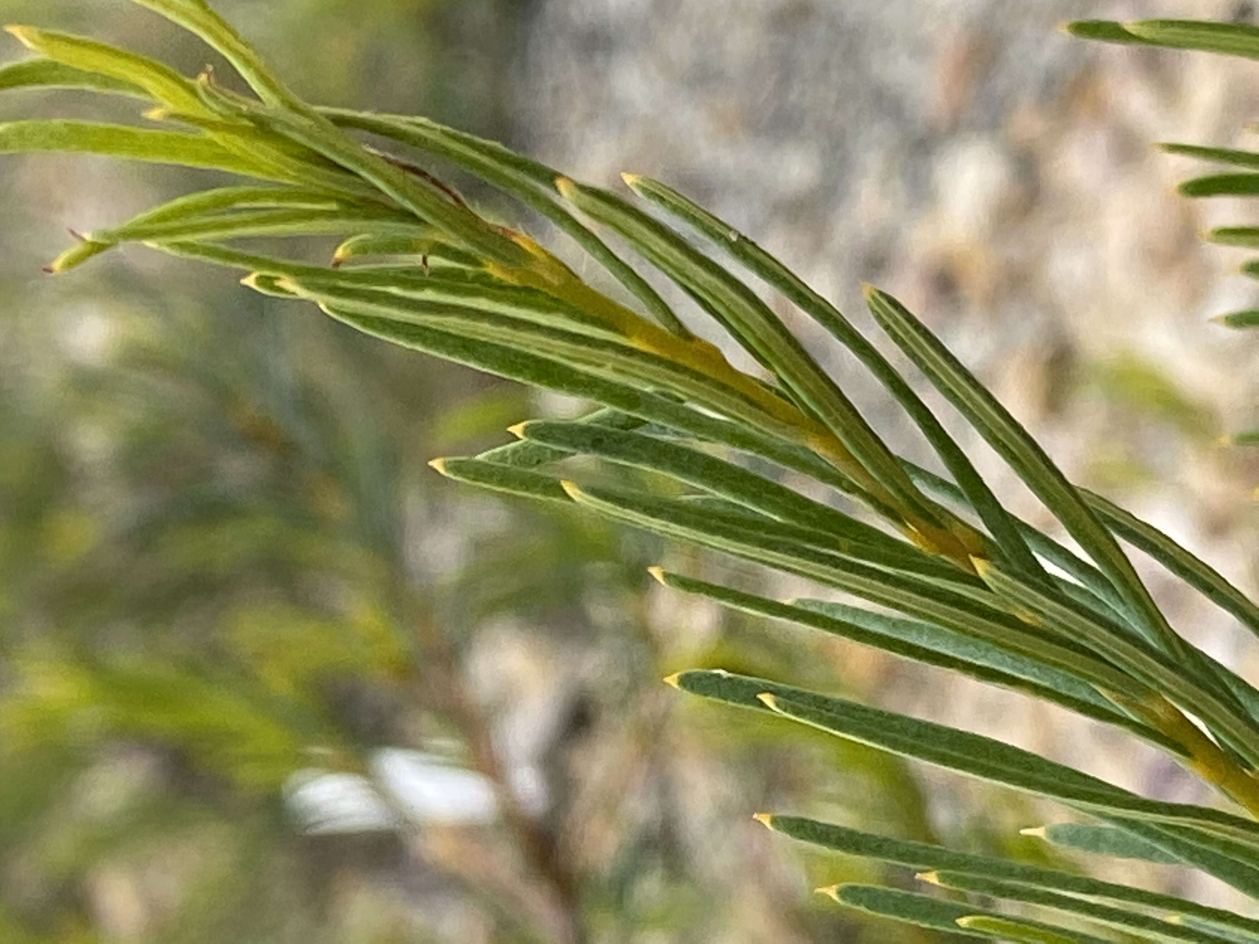 Image of Banksia violacea C. A. Gardner