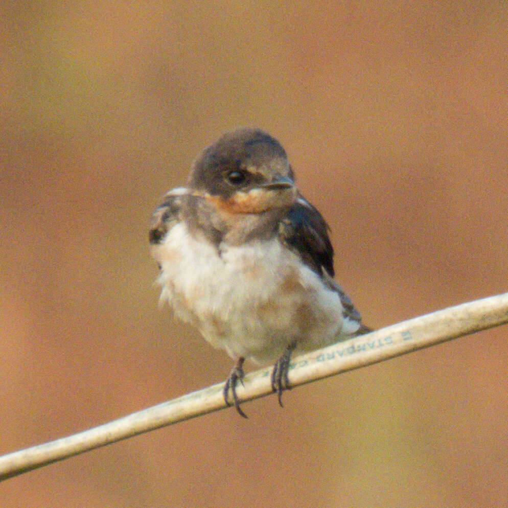 Image of Hirundo Linnaeus 1758