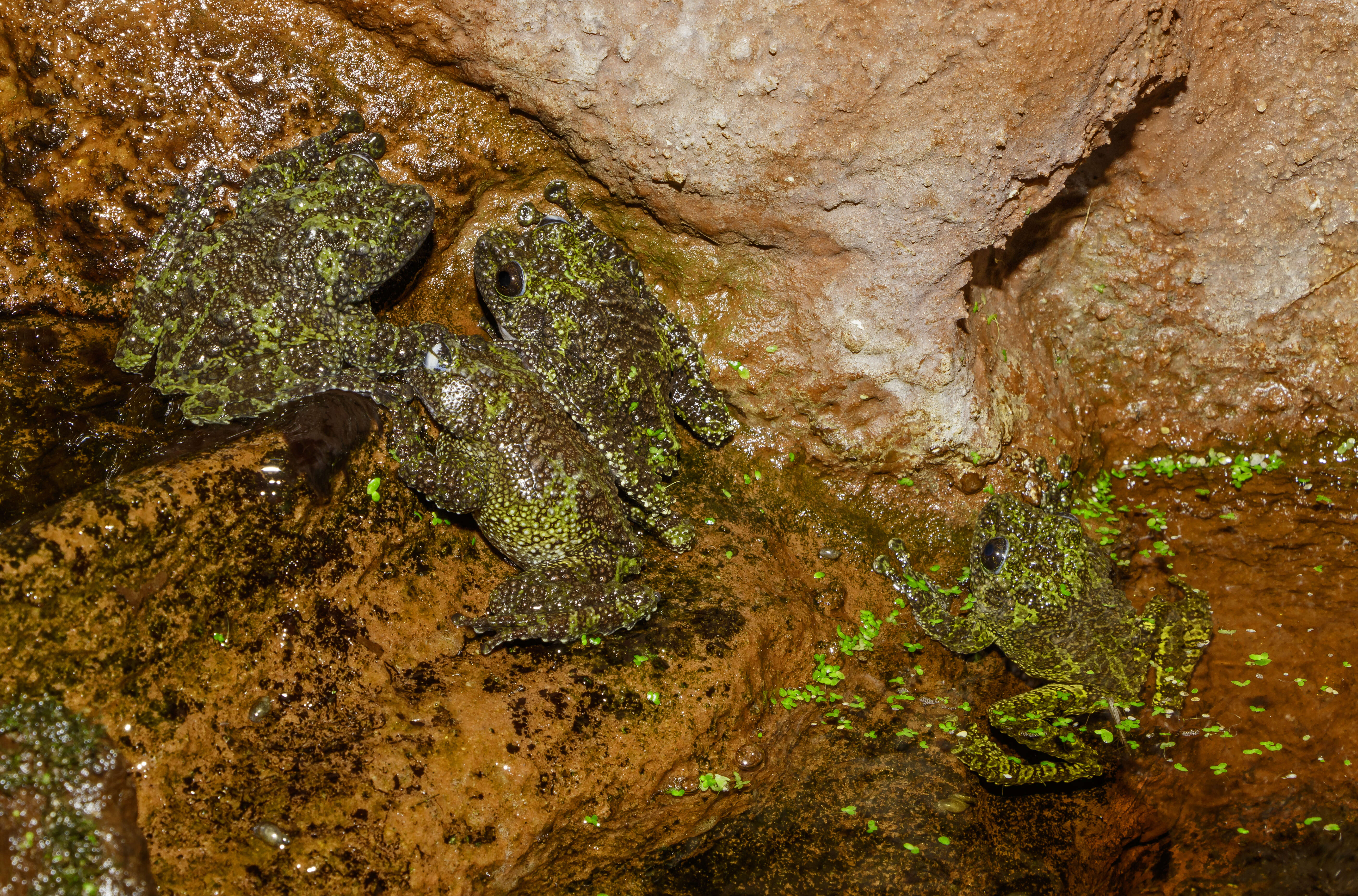 Image of Tonkin Bug-eyed Frog