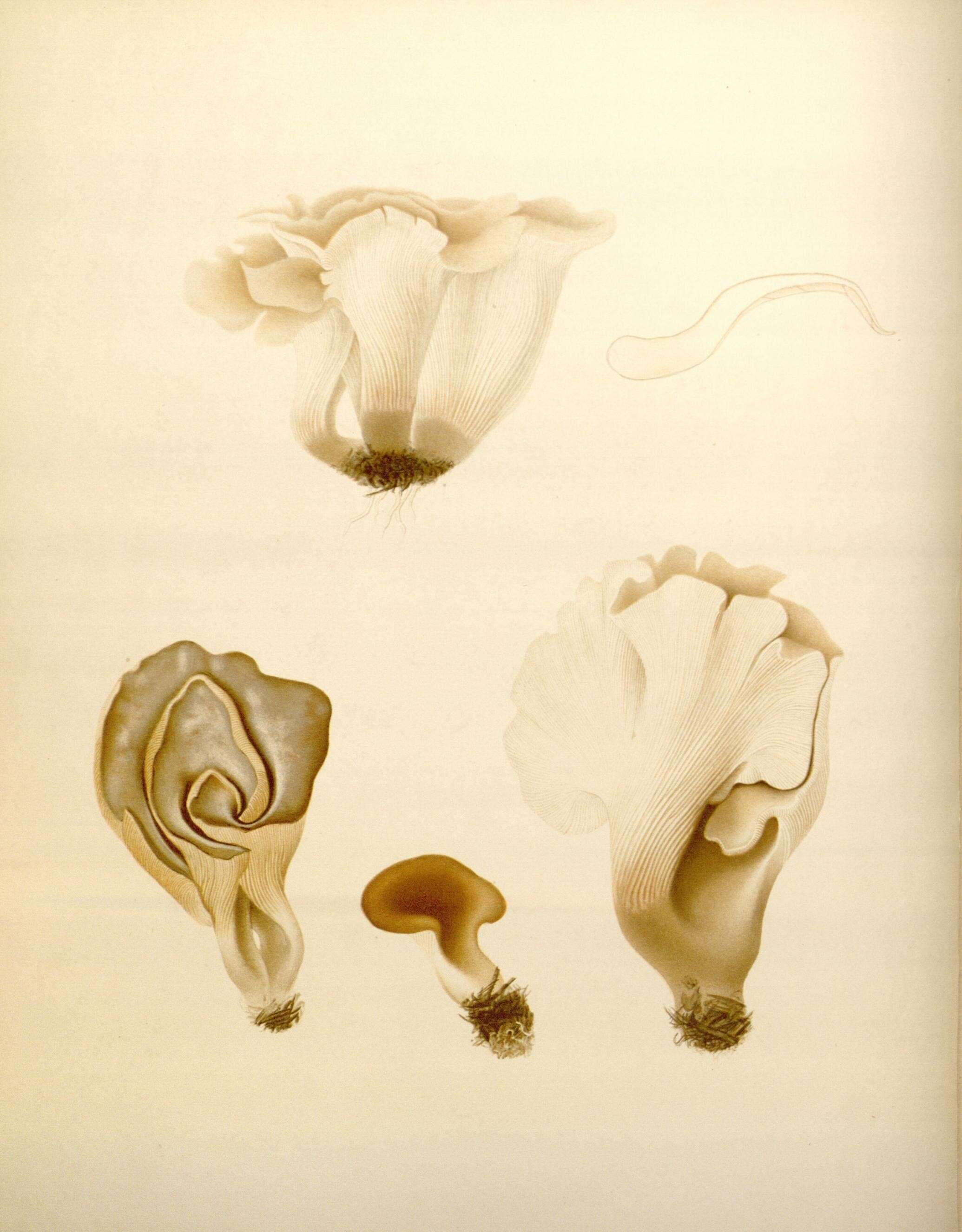 Plancia ëd Hohenbuehelia petaloides (Bull.) Schulzer 1866