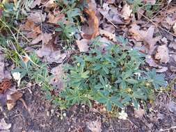 Image of White Cinquefoil