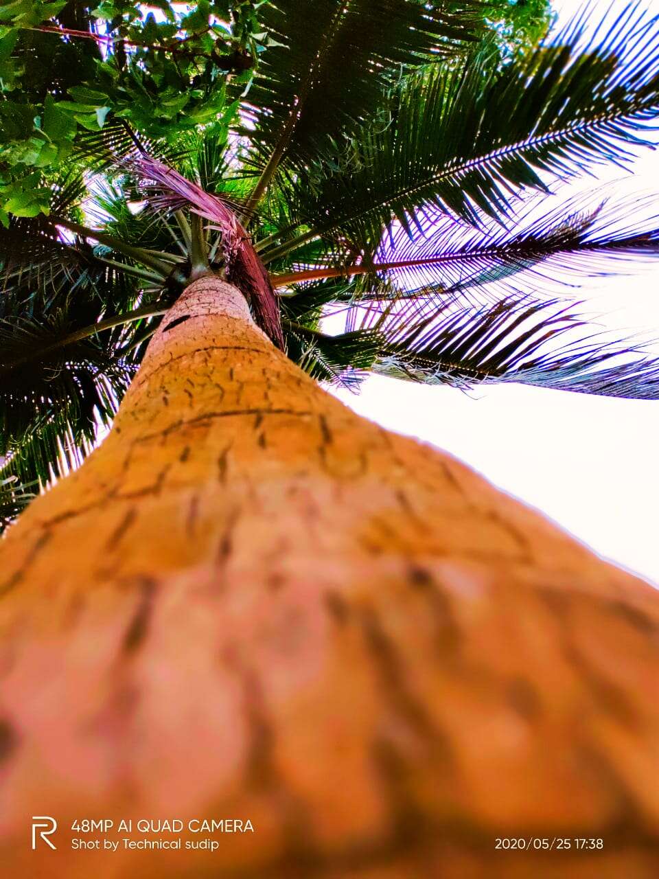 Image of coconut palm