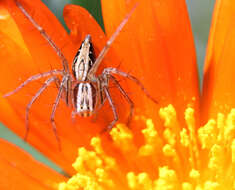 Image of Oxyopes gracilipes (White 1849)