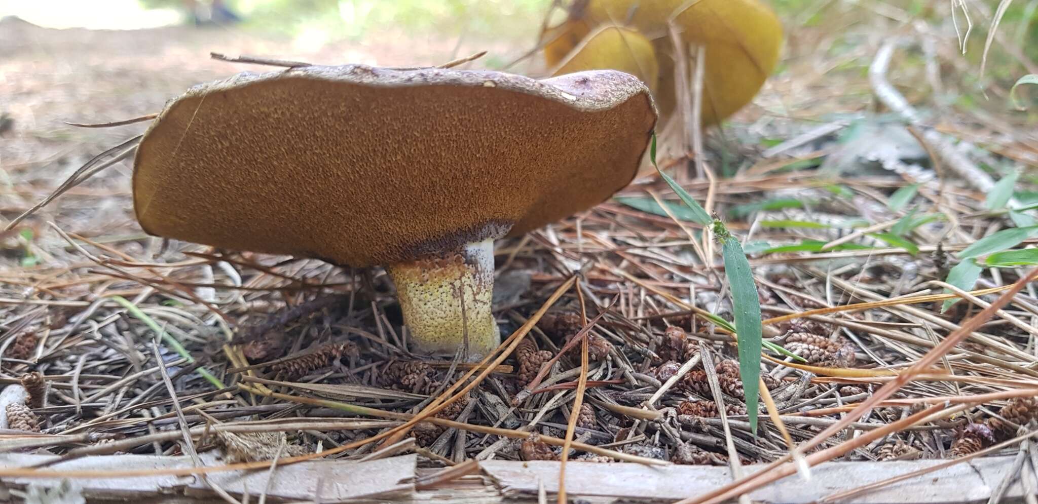 Image of Suillus granulatus (L.) Roussel 1796