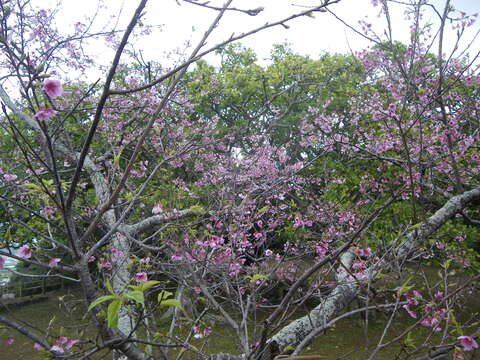 Imagem de Prunus campanulata Maxim.