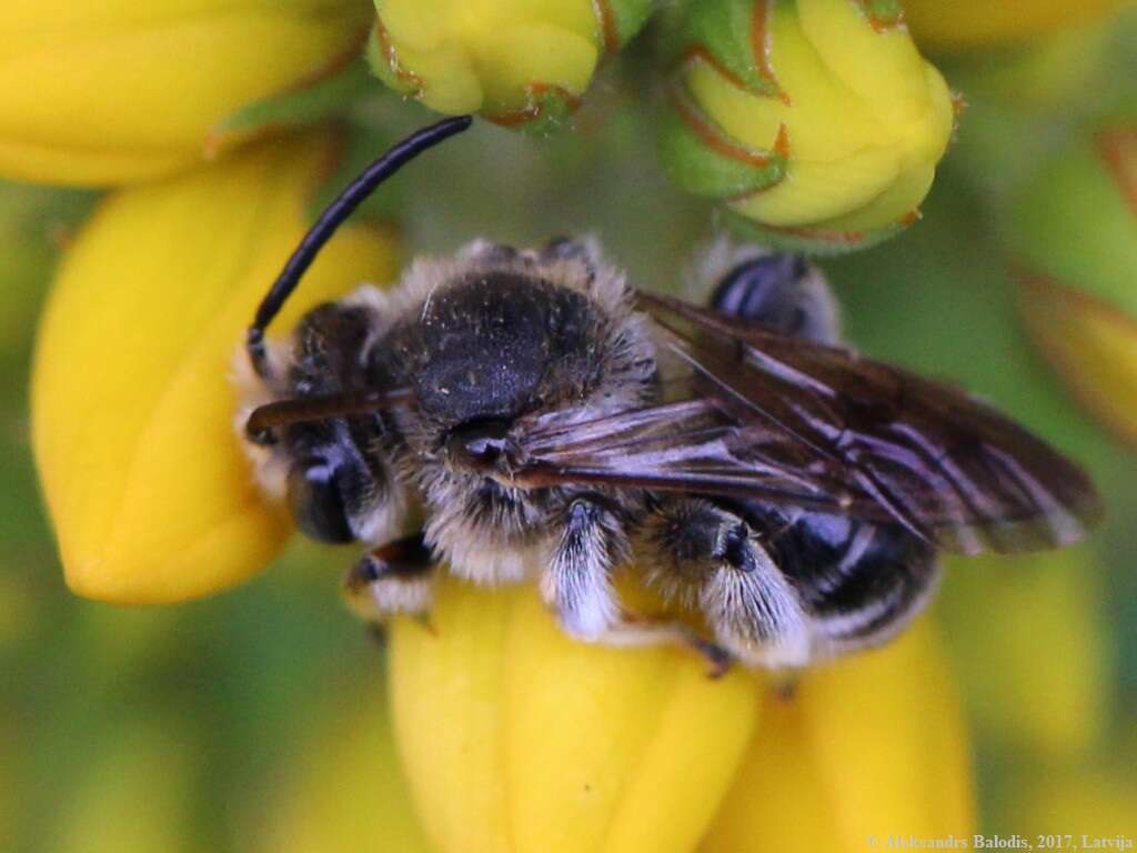 Image de Macropis europaea Warncke 1973