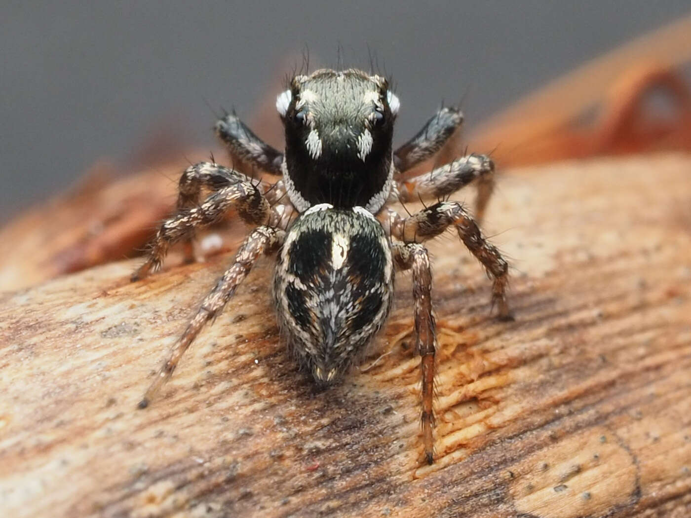 Image of Twinflagged Jumping Spider