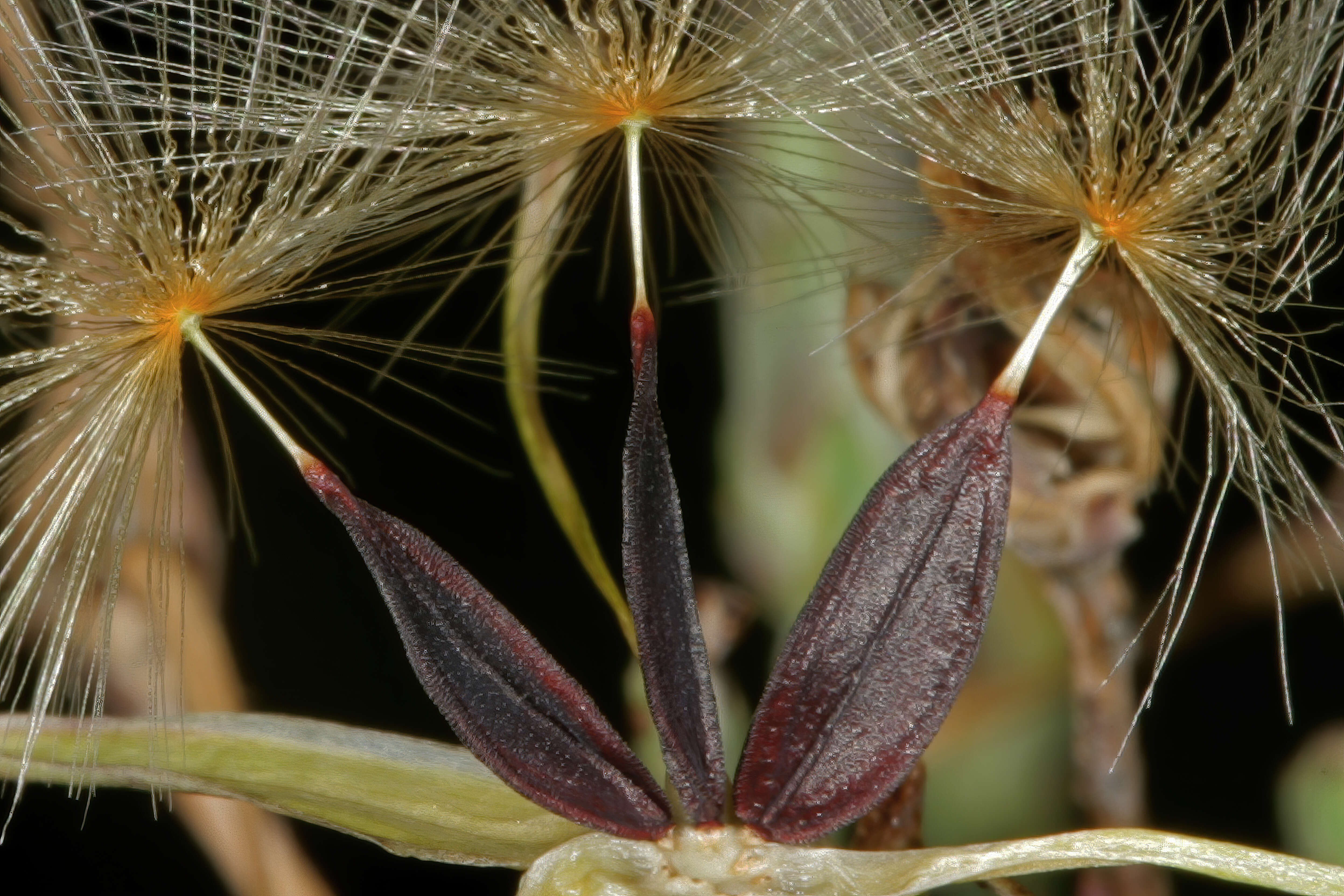 Image of wild lettuce