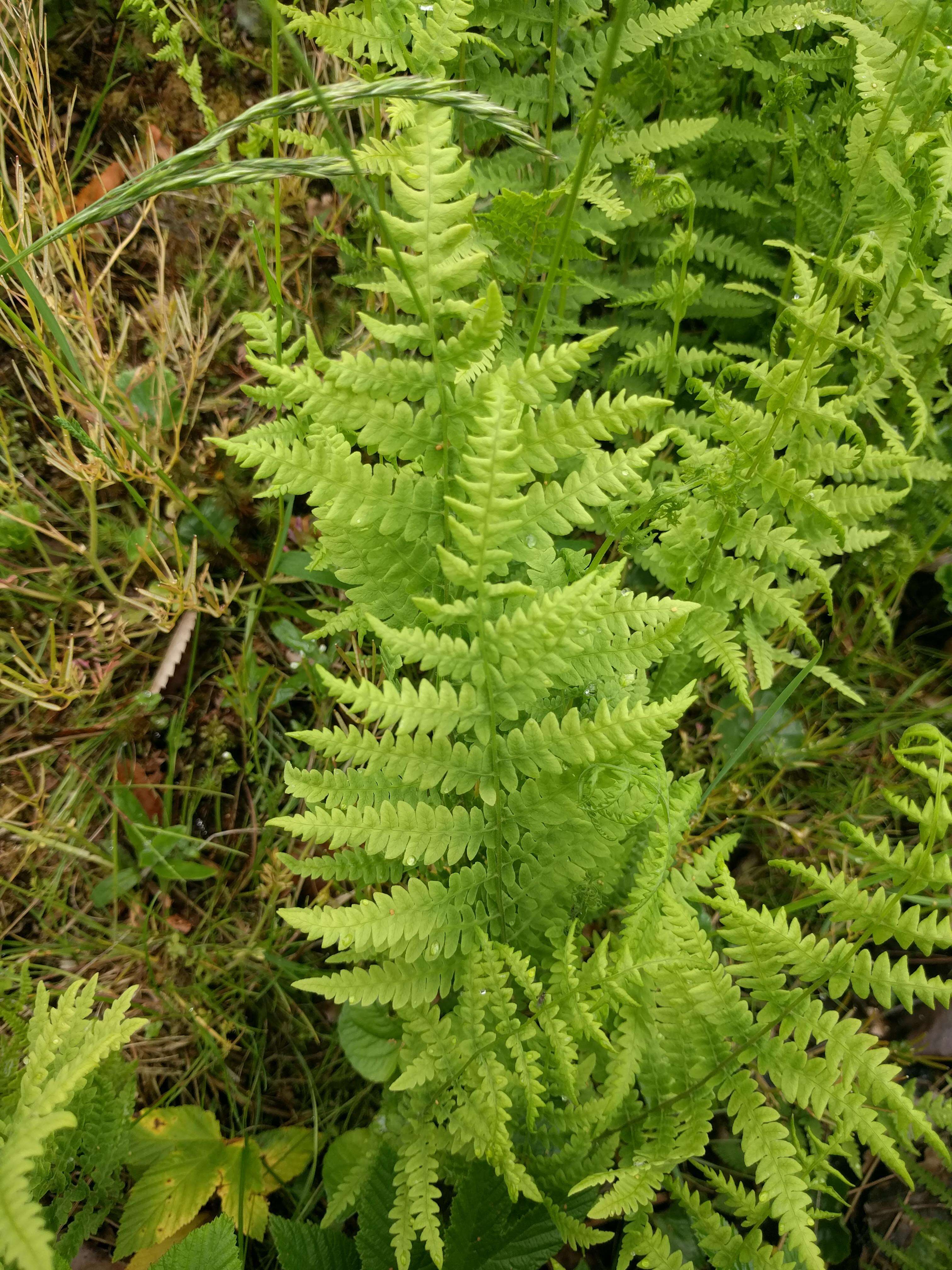 Plancia ëd Marsilea quadrifolia L.