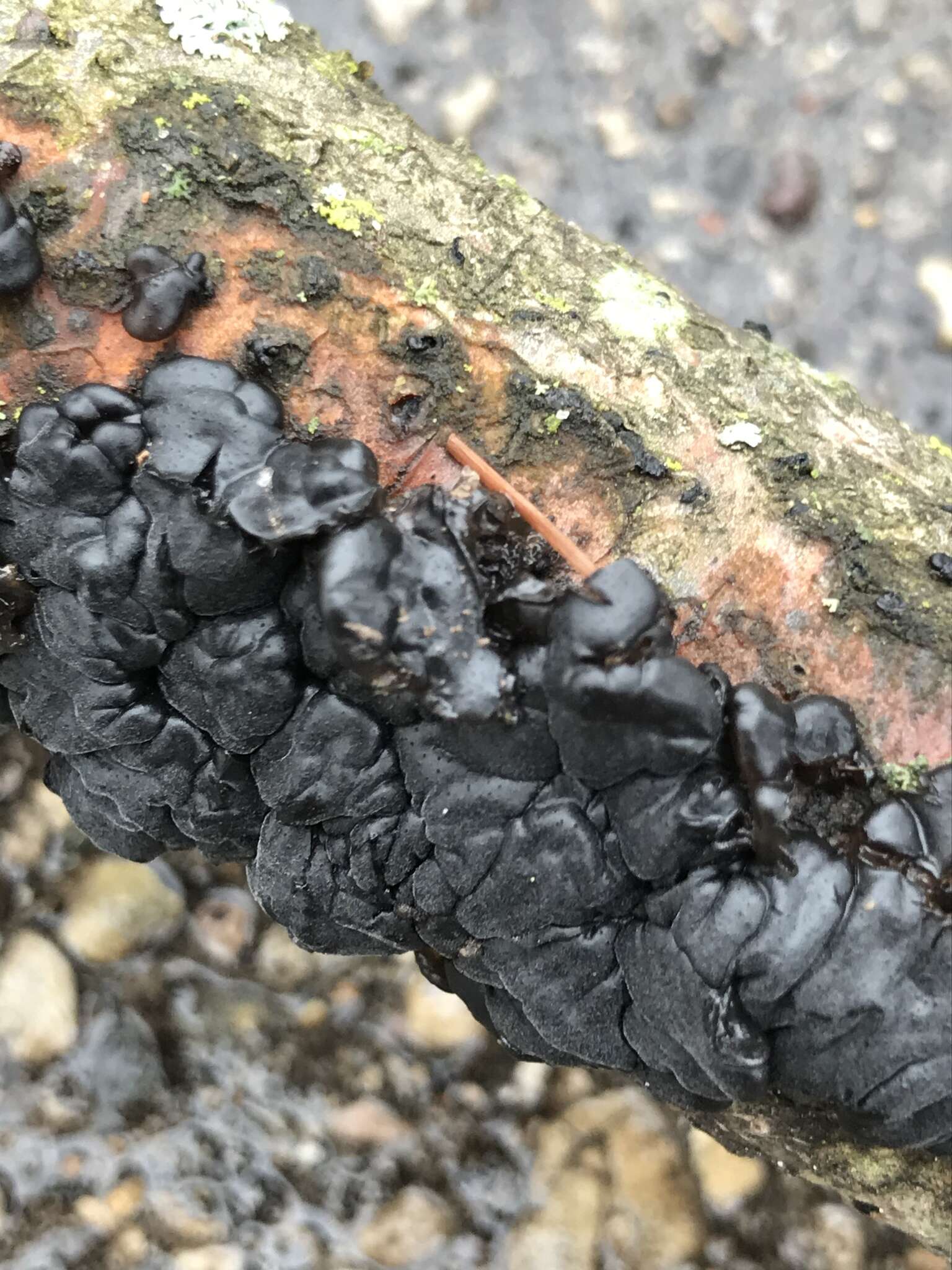 Image of Black Witches' Butter